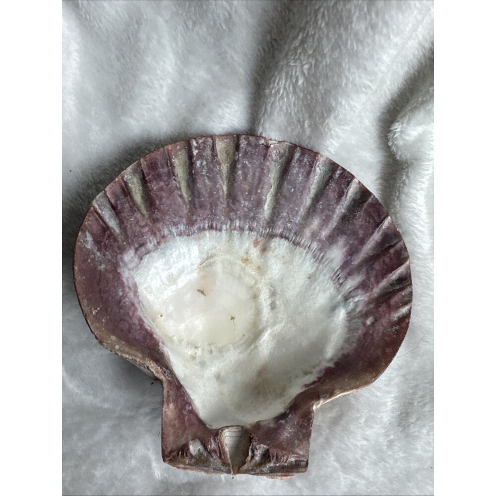 BIG 6’5’ nodipecten nodosa lions paw scallop smudging home decor Orange Pink Red - Picture 4 of 7